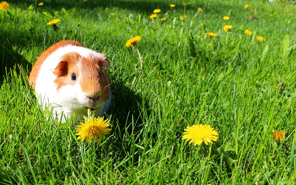 A guinea pig, a small gnawing pet