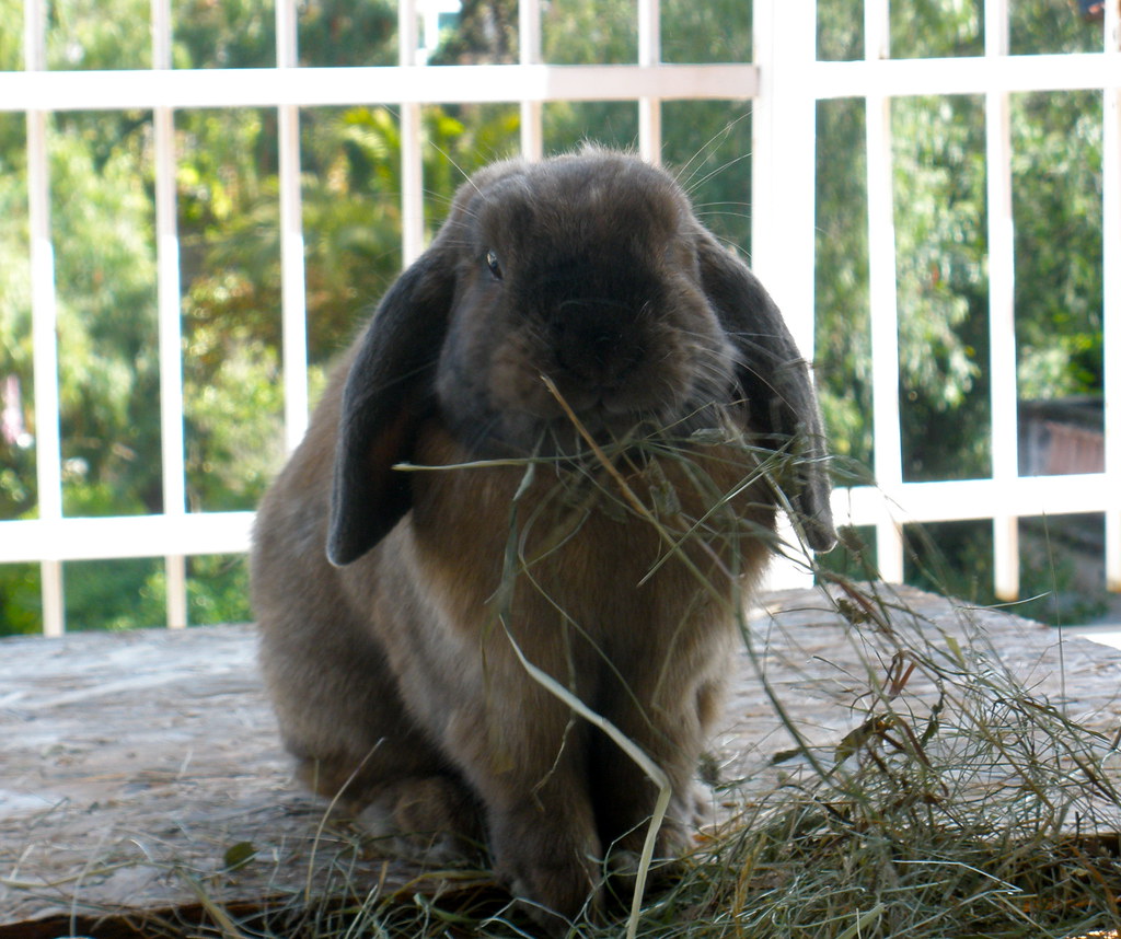 A rabbit eating fresh hay