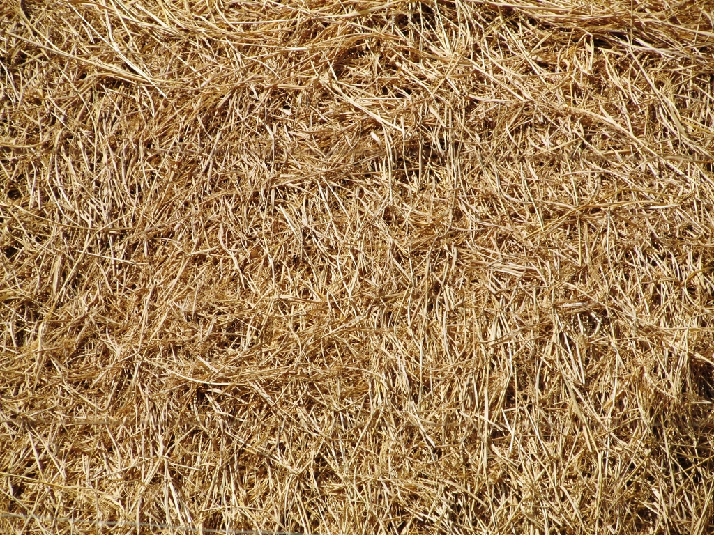 Meadow hay close-up