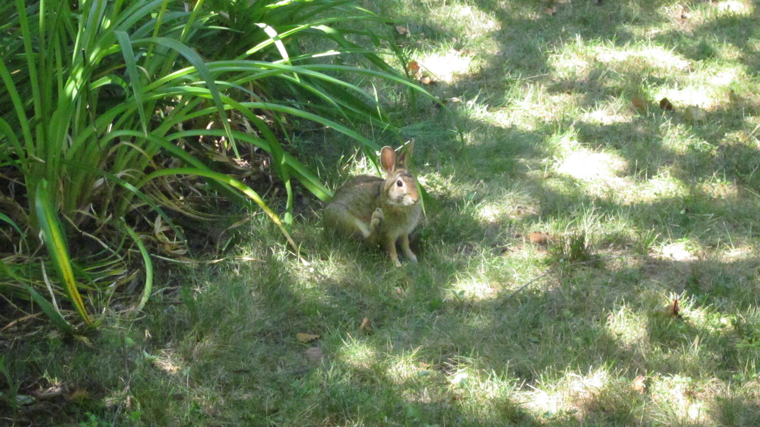 A rabbit eating hay