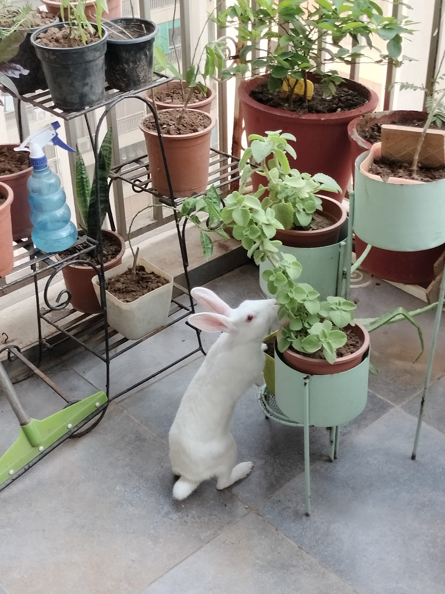 A rabbit enjoying natural forage